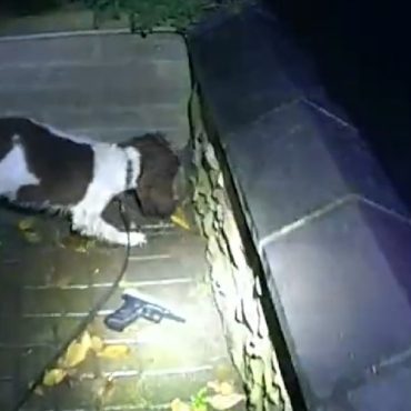 bodycam-video-shows-moment-police-dog-finds-dumped-gun-after-man-is-seen-brandishing-the-9mm-weapon-in-street